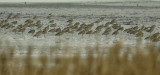 Hoogwatervluchtplaats met wulpen