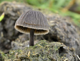 Mestzwammen