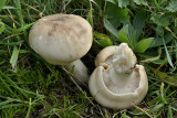 Roomkleurige dikhoed jong stadium, Leucopaxillus cutefractus