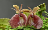 Epidendrum kockii 
