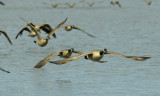 Brantha canadensis