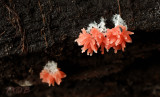 Slijmzwammen, Amoebozoa-Myxomycota