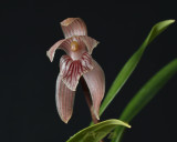 Gallery maxillaria orchids
