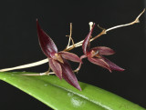Gallery Pleurothallis - Acronia species