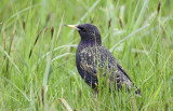 Sturnus vulgaris