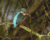 IJsvogel in het zonnetje boven het deels bevroren water