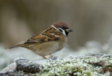 Ringmus, Passer montanus