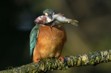 Kapot geslagen voorn, nu past hij door de keel van de ijsvogel