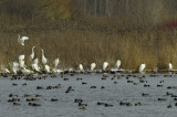 Grote zilverreigers.