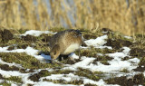 Smienten trekken ook de wortels van het gras er uit