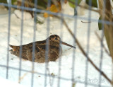 Houtsnip in de tuin - woodcock in the garden
