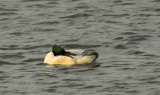 Boterbuik, Mergus merganser