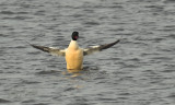 Boterbuik, Mergus merganser