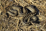 Adder mannetje