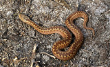 Vrouwelijke adder, 2 jaar 40 cm, pas verveld