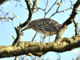 Nachtreiger in de boom bij de buren.