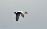 Eider man