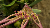 Gallery Bulbophyllum species