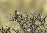 Boompieper, Anthus trivialis