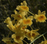 Dendrobium chrysotoxum 