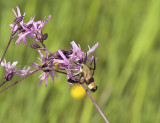 Glasvleugelpijlstaart, Hemaris fuciformis