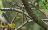Aeshna viridis female 