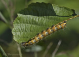 Wapendrager, Phalera bucephala