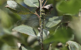 Aeshna cyanea female 