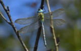 Aeshna viridis male
