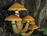 Prachtvlamhoed, Gymnopilus junonius