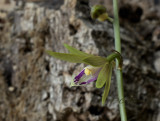 Tainia angustifolia - Ania angustifolia