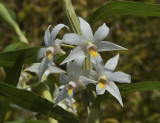 Dendrobium setupense