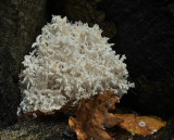 Kammetjesstekelzwam, Hericum coralloides