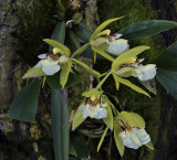 Gallery coelogyne orchids