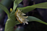 Eria biflora