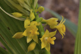 Calanthe lyroglossa