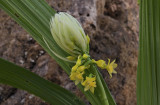 Calanthe lyroglossa , plant 80 cm , flowers 2 cm across