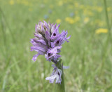 Neotinea tridentata