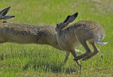 Warmbloedige dieren