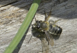 Grote bladsnijder bij, Megachile willughbiela mannetje