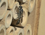 Parasitaire pottenbakkerswesp, parasiteert op kogelspinnen