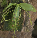 Ornithochilus difformis, 8 years ago renamed to Phalaenopsis difformis