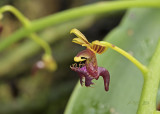 Ornithochilus difformis, 8 years ago renamed to phalaenopsis difformis