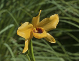 Dendrobium moschatum