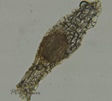 Gallery Dactylorhiza