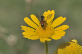 Andrena labiata, Ereprijsbij