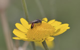 Ereprijsbij, Andrena labiata