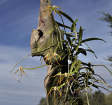 Thrixpermum arachnites, syn. Thrixpermum centipeda