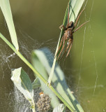 Grote wolfspin met jonge spinnetjes