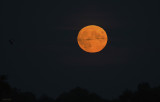 Maan door dikke lucht, laag boven horizon